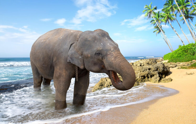 Andaman Elephant Beach